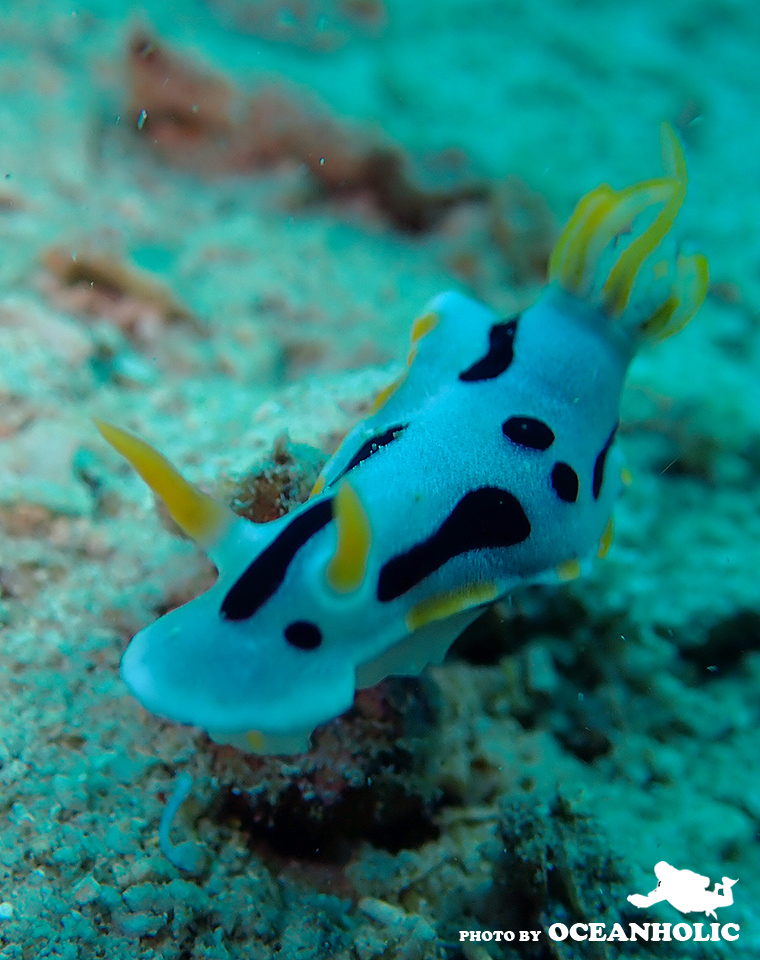 3-2-2 Chromodoris dianae (3).JPG