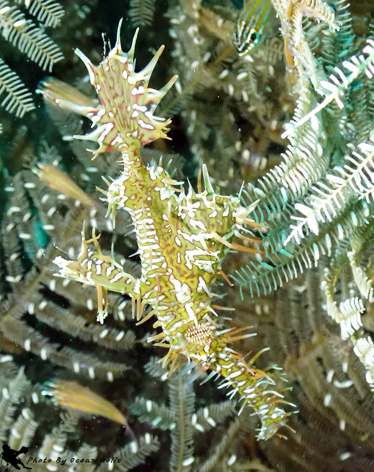 Ghost pipefish.JPG