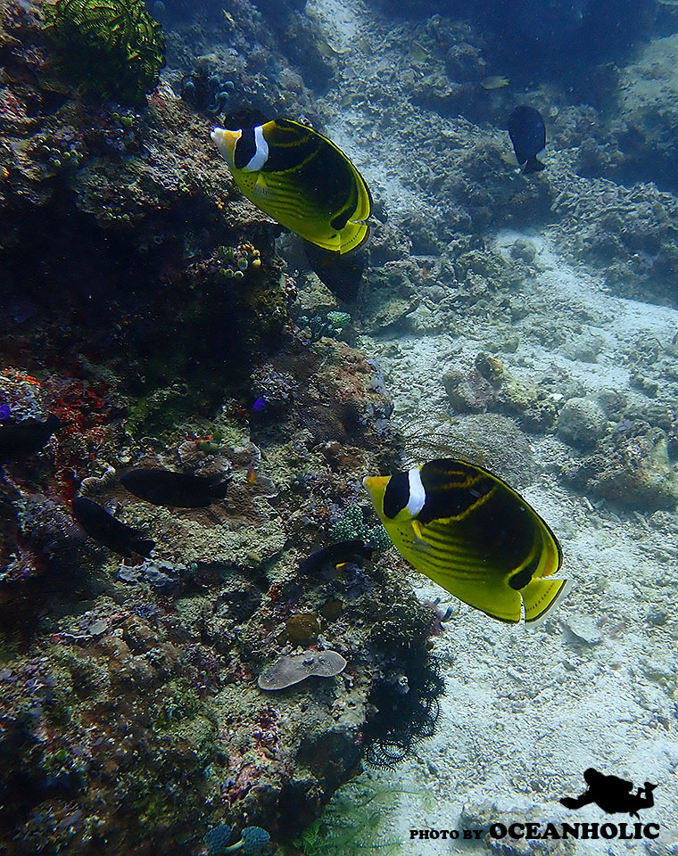 3-1-1  Raccoon butterflyfish.jpg