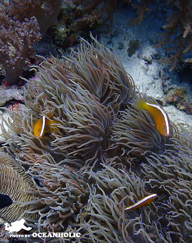 3-2-7 Orange anemonefish (1).JPG