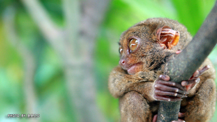 tarsier.jpg