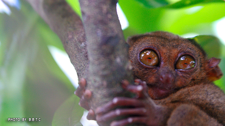 tarsier2.jpg