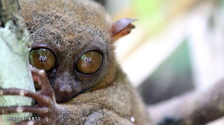 tarsier4.jpg